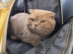 -伟伟宠物医院·瑞派猫友好医院·猫科(光谷店)