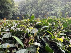 -敬亭山风景名胜区