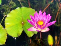 -西湖国宾馆·紫薇厅