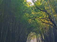 -同里国家湿地公园