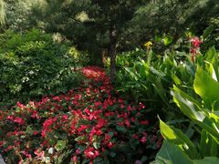 -长白岛森林公园