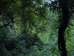 -青龙山国家森林公园