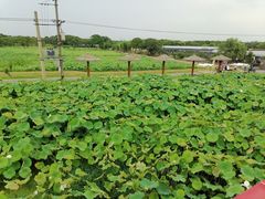 -嘉北郊野公园