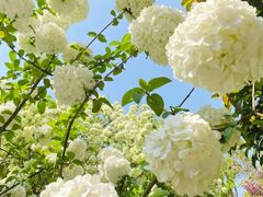 -铁山坪森林公园