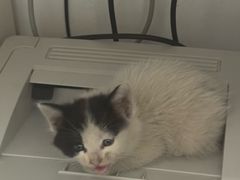 -乖乖宠物医院·猫科·骨科·24小时(云岗分院)