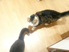 -1013 PET SHOP精品宠物商店(丁香店)