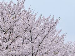 -顾村公园