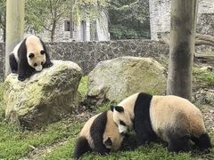 -都江堰中华大熊猫苑