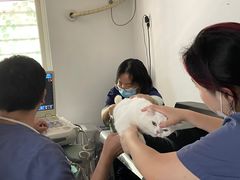 -伟伟宠物医院·CT影像中心·瑞派犬猫综合性门诊(汉口总院)