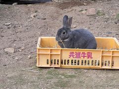 -神户市立六甲山牧场