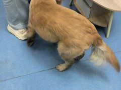 -博特宠物医院24h犬猫全科.骨科·异宠