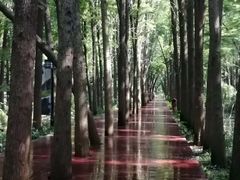 -泰州凤城河风景区-泰山公园