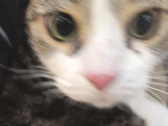 -美联众合动物医院·24h转诊中心