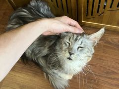 -楼上猫咖(罗湖店)