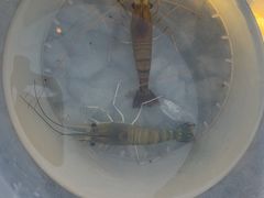 -DGE季风钓虾营地·团建·聚会