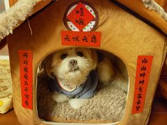 -申普宠物医院·心脏介入·心血管微创(总院)