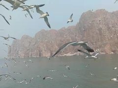 景点-长岛万鸟岛