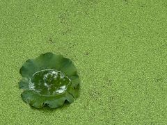 -渌洋湖湿地公园