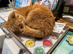 -猫的天空之城概念书店(苏州平江店)