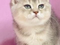 -PETKIT小佩宠物·低压洗护(国顺东路店)