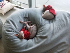 -藏猫猫咖啡主题馆(中央大道店)