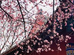 -桃花堤公园