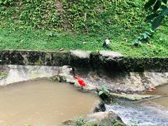-吉隆坡雀鸟公园