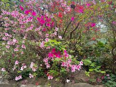 -九龙公园