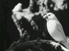 -新疆天山野生动物园