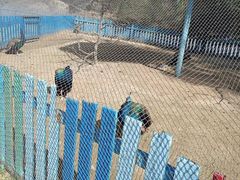 -沈阳森林动物园