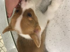 -momokira米努特·德文卷毛猫·棉花面纱犬