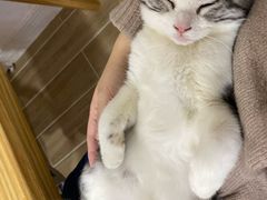 -李小姐の猫咖啡馆(五角场店)