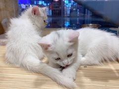 -屋虎猫馆(宝安大仟里店)