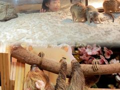 -正佳雨林生态植物园