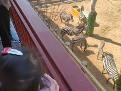 -西霞口神雕山野生动物世界