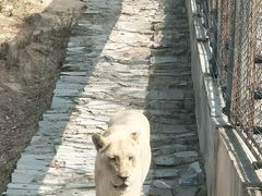 -石家庄市动物园