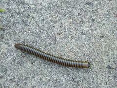 -北京上方山国家森林公园