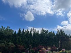 -东平国家森林公园