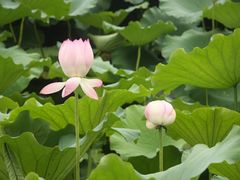 IMG_6447-茂德公草堂