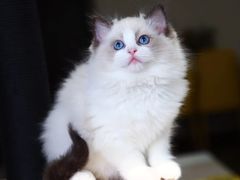 -十年猫舍·猫咪专门店(普陀店)