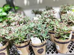 -鹿岛会员店 (龙湖三千集天街店)