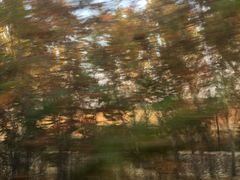-蒲河岛湿地公园