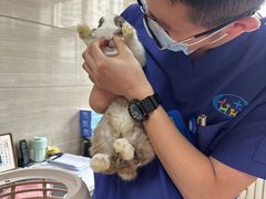 -北京观赏动物医院·24小时大型综合·猫专科·异宠专科