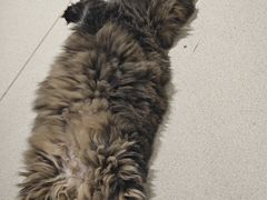 -藏猫猫咖啡主题馆(中央大道店)