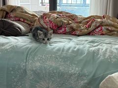 -唐小姐の猫狗洗护·购宠旗舰店(周浦万达店)