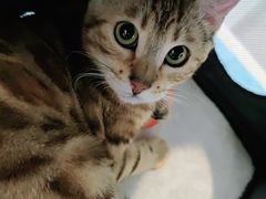 -纳吉亚猫专科动物医院·北北分院