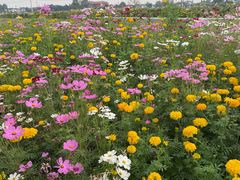 -桤木河湿地公园