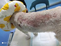 -佳怡动物医院·平价24小时·猫专科骨外科