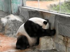 -海南热带野生动植物园