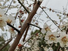 -香雪海